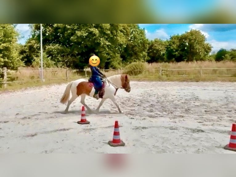Pony Islandese Giumenta 13 Anni 140 cm Pezzato in Aurich
