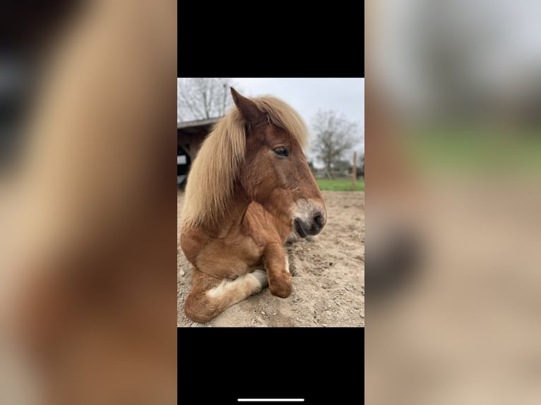 Pony Islandese Giumenta 13 Anni 140 cm Sauro in Neustadt am R&#xFC;benberge