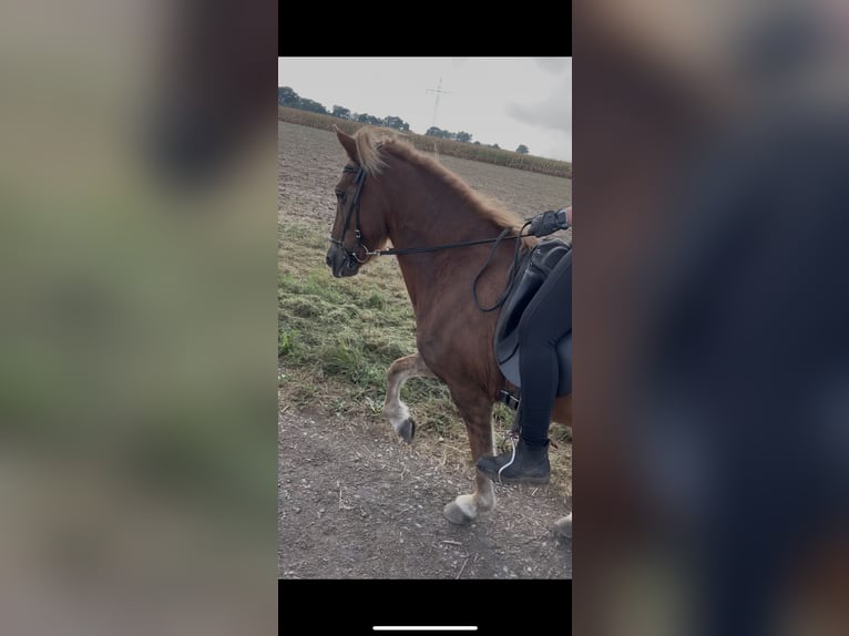 Pony Islandese Giumenta 13 Anni 140 cm Sauro in Neustadt am R&#xFC;benberge