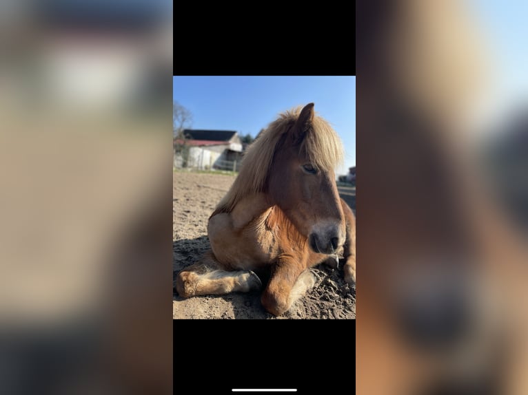 Pony Islandese Giumenta 13 Anni 140 cm Sauro in Neustadt am R&#xFC;benberge