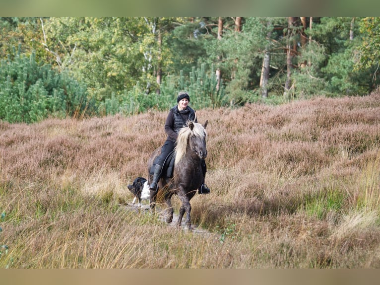 Pony Islandese Giumenta 13 Anni 141 cm in Ribbesbüttel