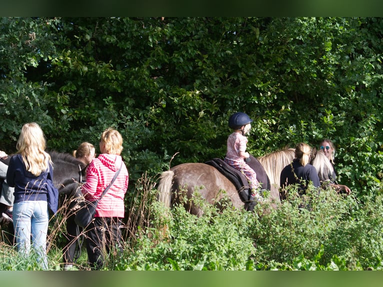 Pony Islandese Giumenta 13 Anni 141 cm in Ribbesbüttel