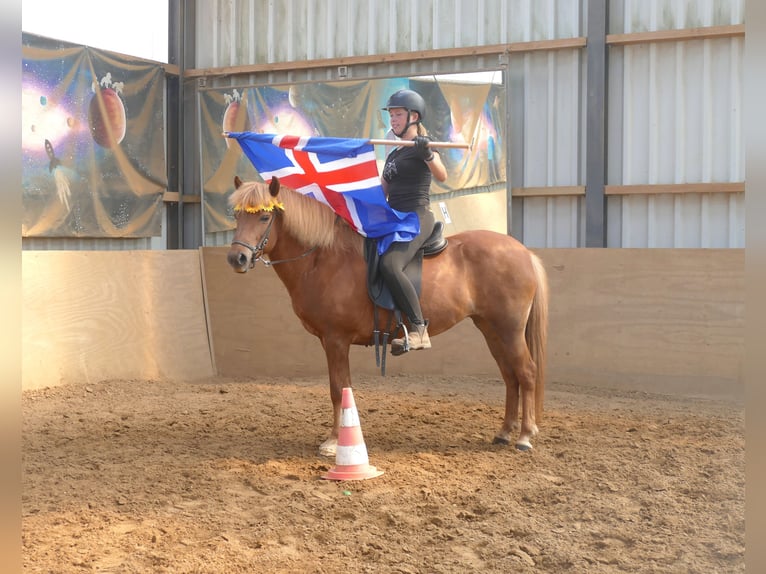 Pony Islandese Giumenta 13 Anni 141 cm Sauro in Euskirchen