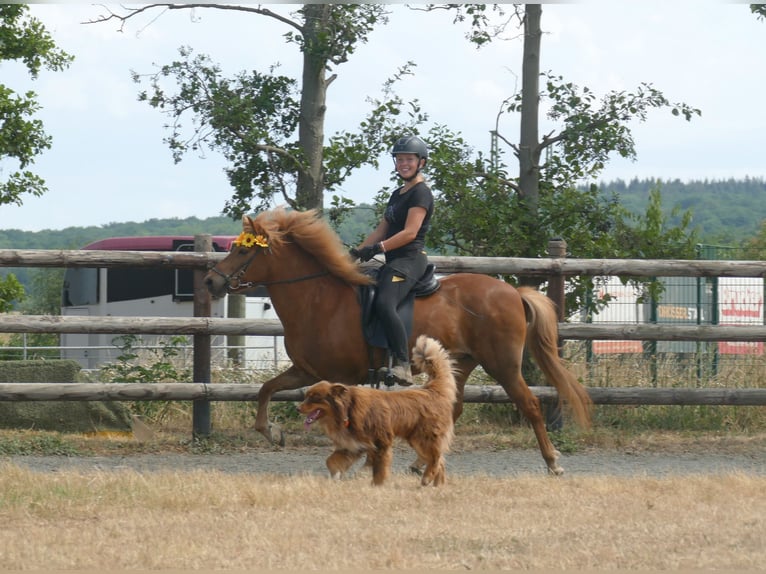 Pony Islandese Giumenta 13 Anni 141 cm Sauro in Euskirchen