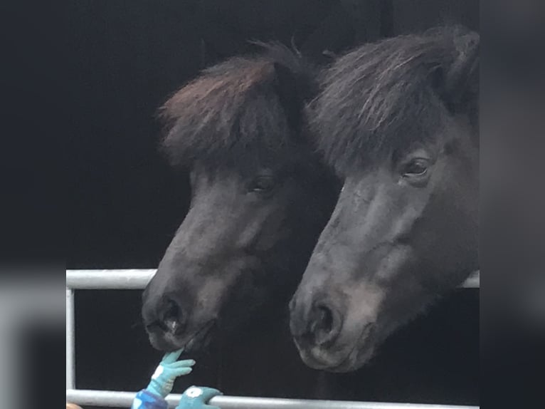 Pony Islandese Giumenta 13 Anni 142 cm in Kirchendemenreut