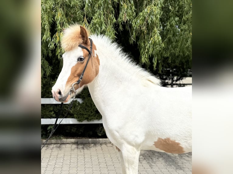 Pony Islandese Giumenta 13 Anni 142 cm Pezzato in Lochen am See