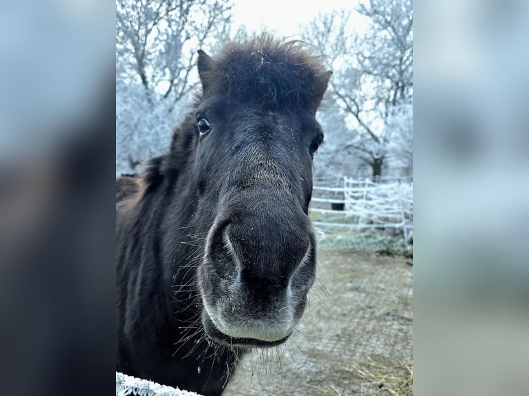 Pony Islandese Giumenta 13 Anni 143 cm  in Erfurt