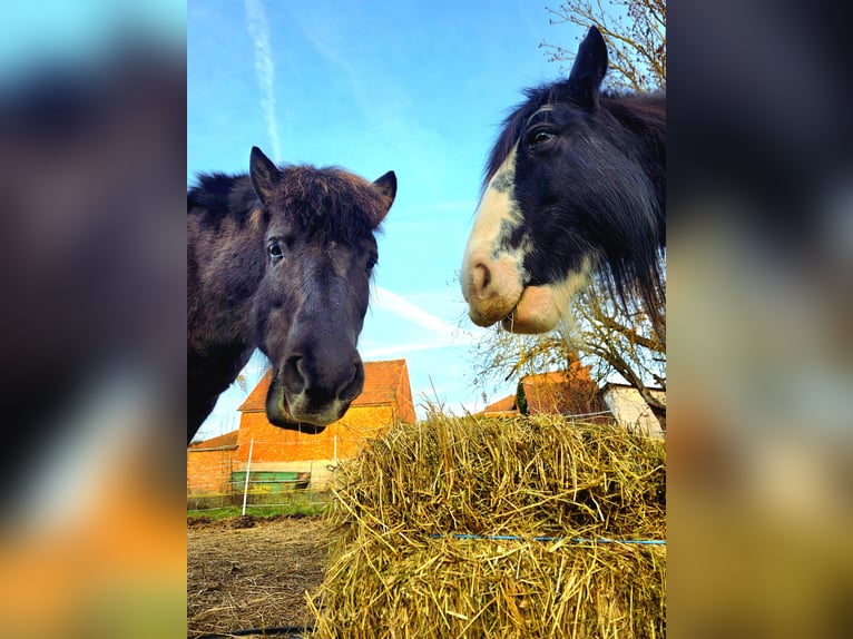 Pony Islandese Giumenta 13 Anni 143 cm  in Erfurt