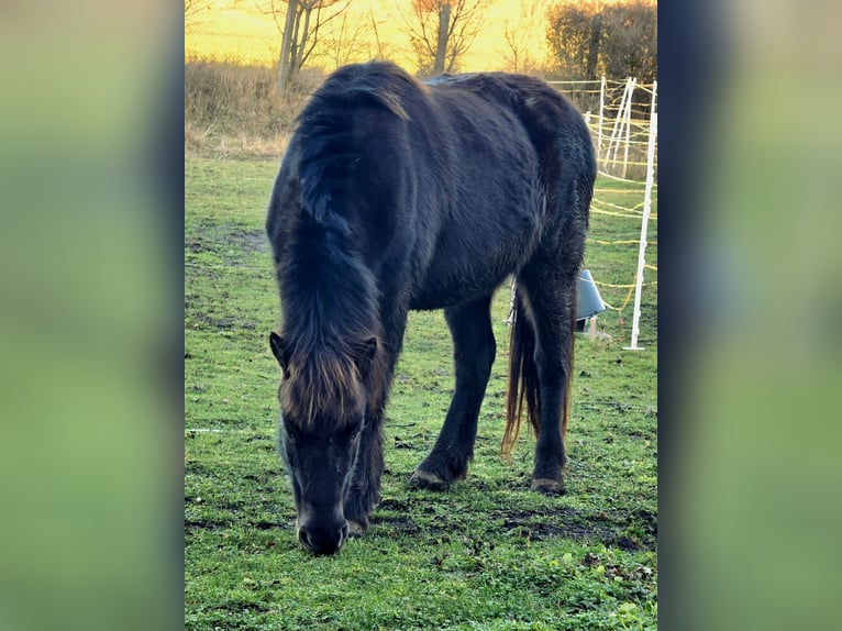 Pony Islandese Giumenta 13 Anni 143 cm  in Erfurt