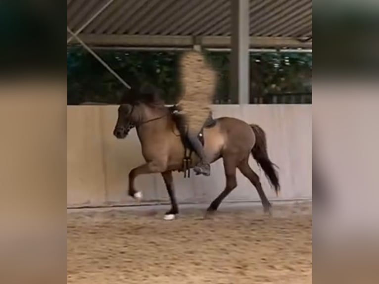Pony Islandese Giumenta 13 Anni 143 cm Falbo in Bechenheim