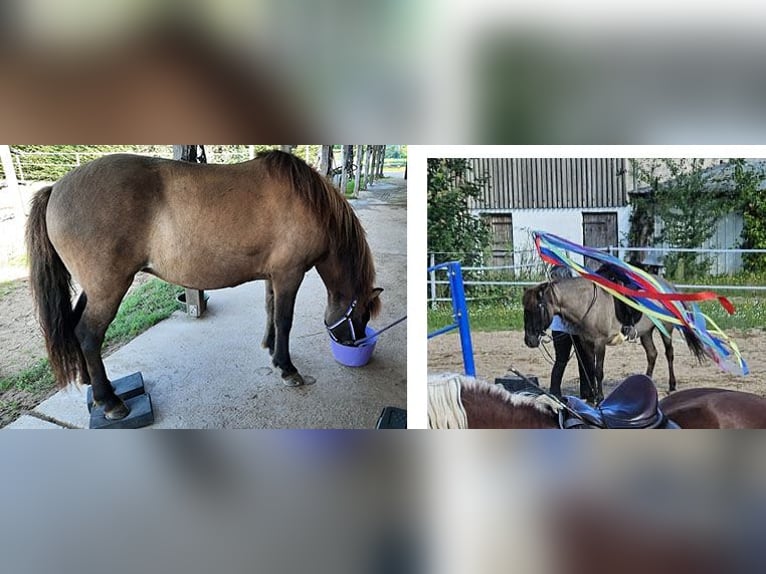 Pony Islandese Giumenta 13 Anni 143 cm Falbo in Bechenheim