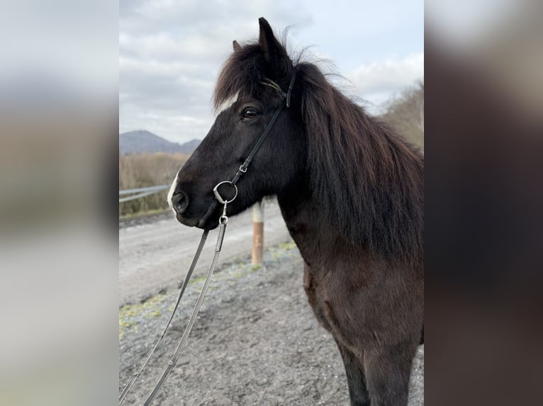 Pony Islandese Giumenta 13 Anni 144 cm Morello in Bad Honnef