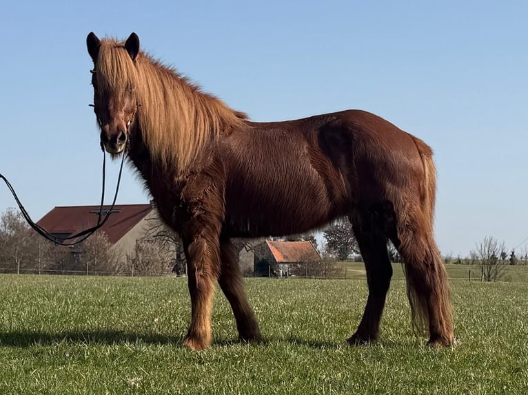 Pony Islandese Giumenta 13 Anni 145 cm Sauro in Holzgünz