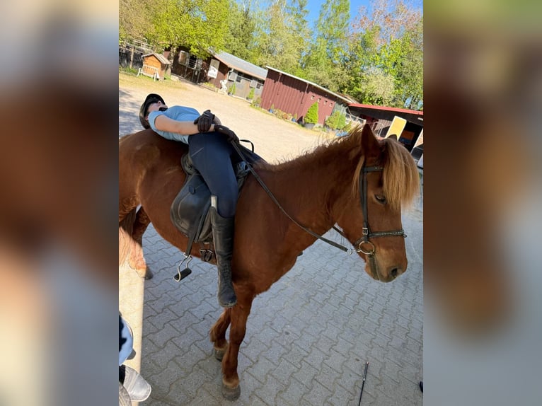Pony Islandese Giumenta 13 Anni 145 cm Sauro in Holzgünz