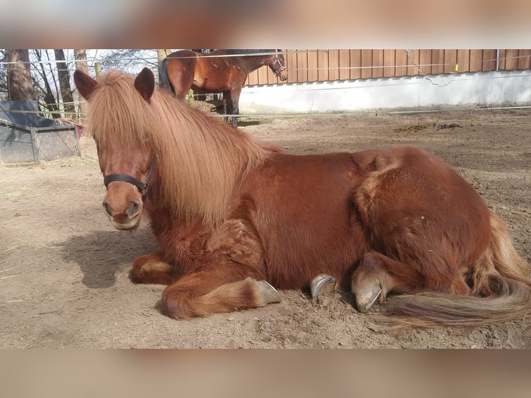 Pony Islandese Giumenta 13 Anni 145 cm Sauro in Holzgünz