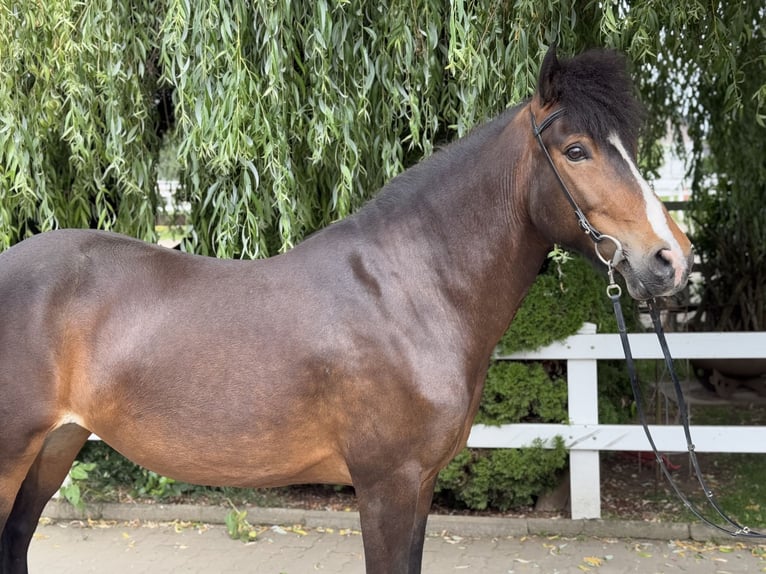 Pony Islandese Giumenta 13 Anni 146 cm Baio in Lochen am See