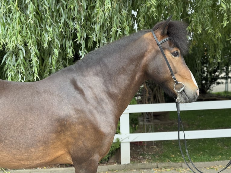 Pony Islandese Giumenta 13 Anni 146 cm Baio in Lochen am See