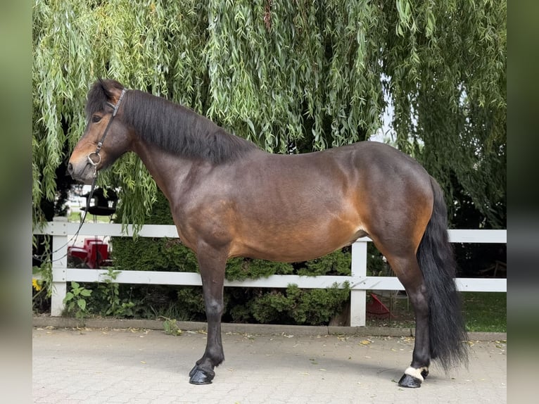Pony Islandese Giumenta 13 Anni 146 cm Baio in Lochen am See