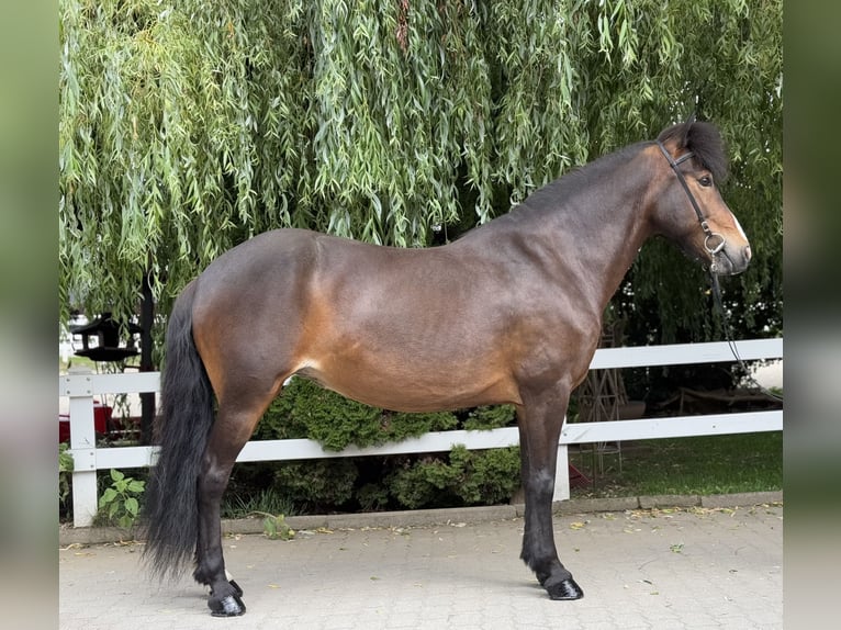 Pony Islandese Giumenta 13 Anni 146 cm Baio in Lochen am See