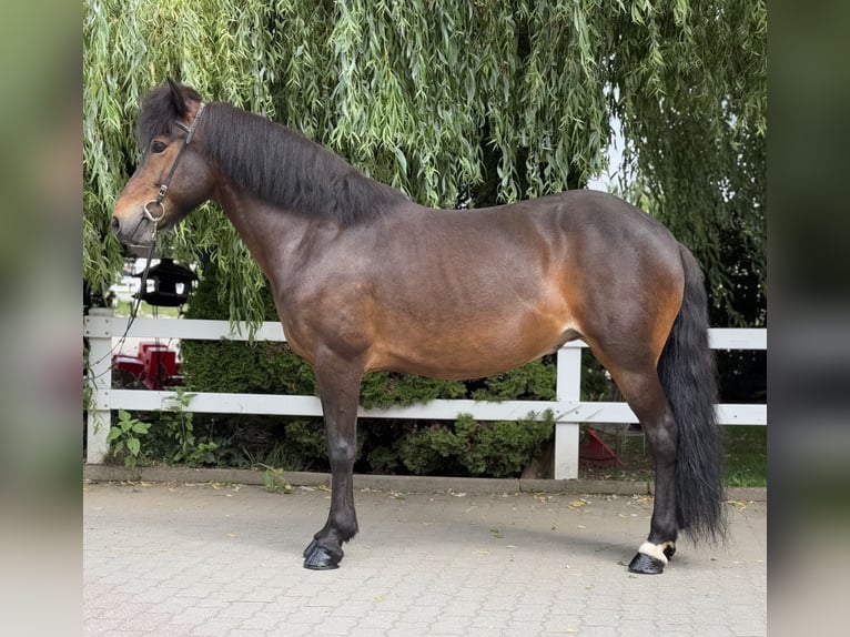 Pony Islandese Giumenta 13 Anni 146 cm Baio in Lochen am See