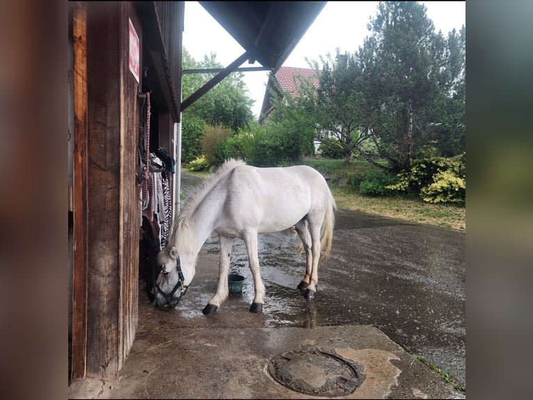 Pony Islandese Giumenta 13 Anni Grigio in Weilheim