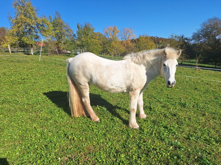 Pony Islandese Giumenta 13 Anni Grigio in Weilheim