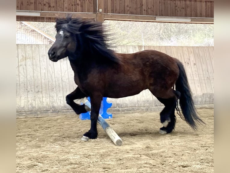 Pony Islandese Giumenta 13 Anni Morello in Friedberg
