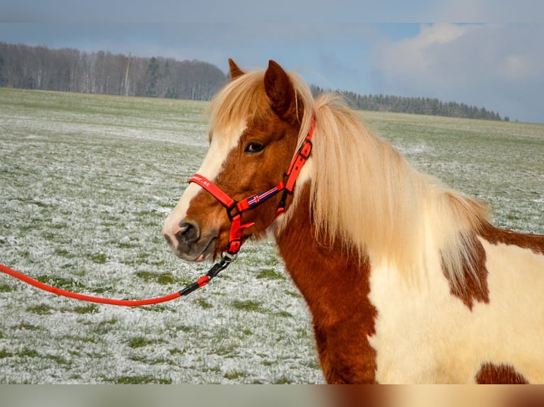 Pony Islandese Giumenta 13 Anni Pezzato in Straßwalchen