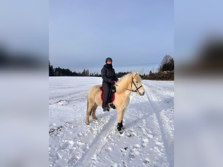 Pony Islandese Giumenta 14 Anni 130 cm Grigio in Langschwarza