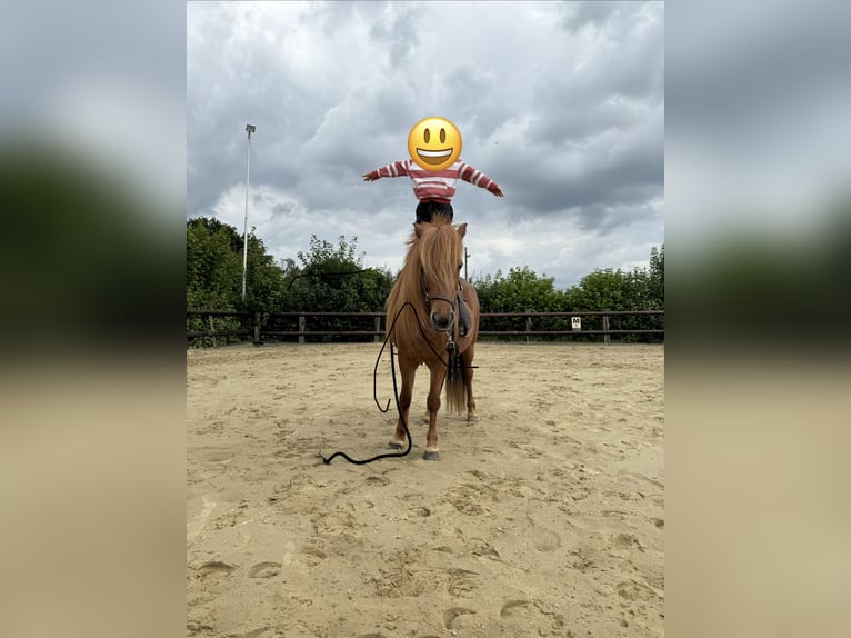 Pony Islandese Giumenta 14 Anni 131 cm Sauro in Mülheim an der Ruhr