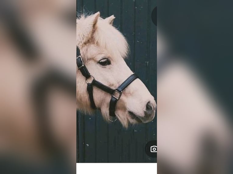 Pony Islandese Giumenta 14 Anni 133 cm Falbo in Kaarst