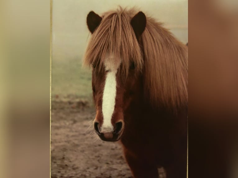 Pony Islandese Giumenta 14 Anni 134 cm Sauro in Nehms