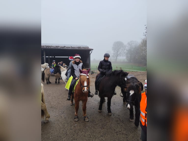 Pony Islandese Giumenta 14 Anni 134 cm Sauro in Nehms