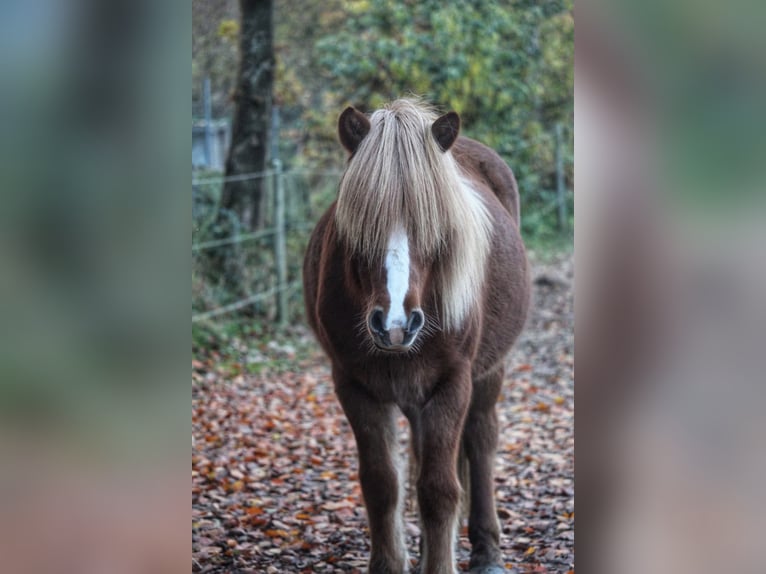 Pony Islandese Giumenta 14 Anni 134 cm Sauro in Nehms