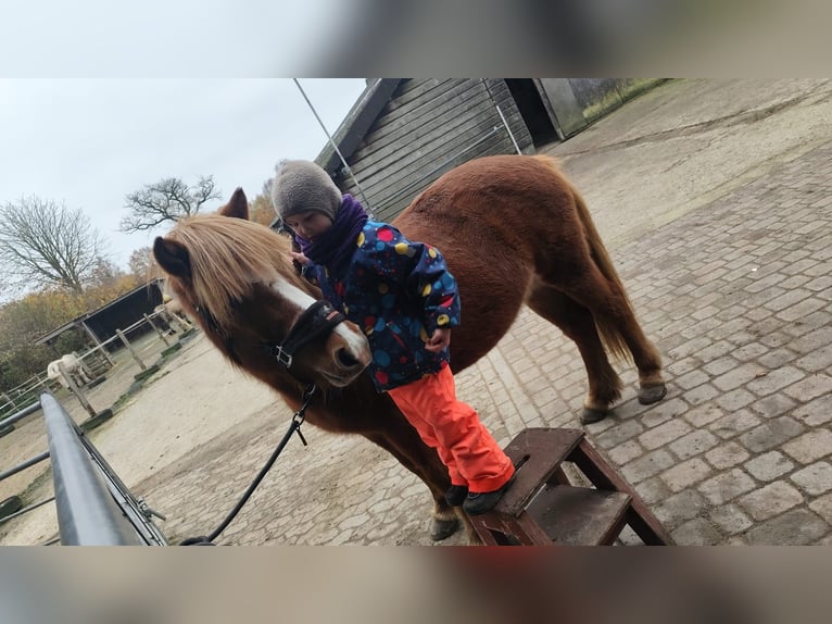 Pony Islandese Giumenta 14 Anni 134 cm Sauro in Nehms