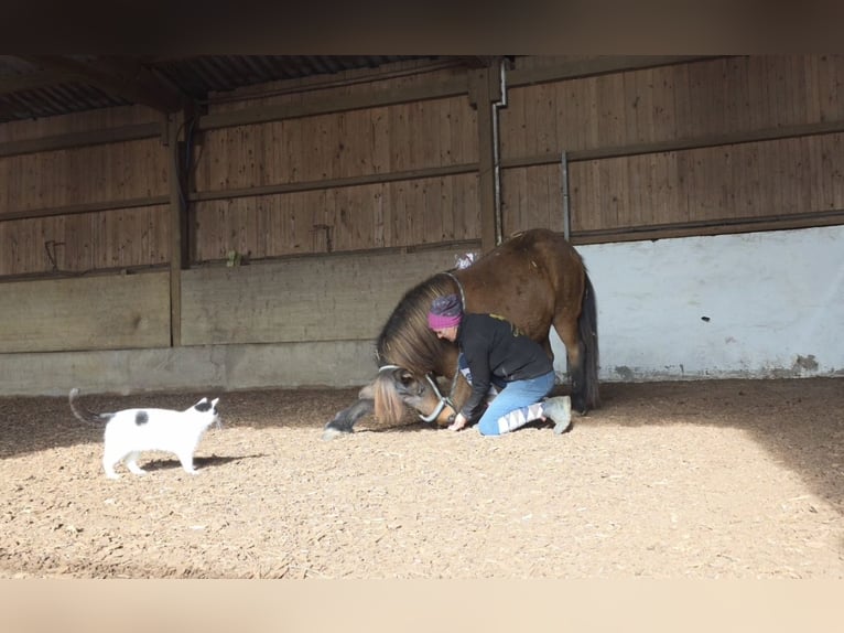 Pony Islandese Giumenta 14 Anni 135 cm Baio in Aichtal