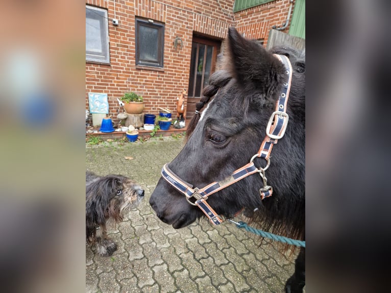 Pony Islandese Giumenta 14 Anni 135 cm Morello in S&#xFC;derl&#xFC;gum