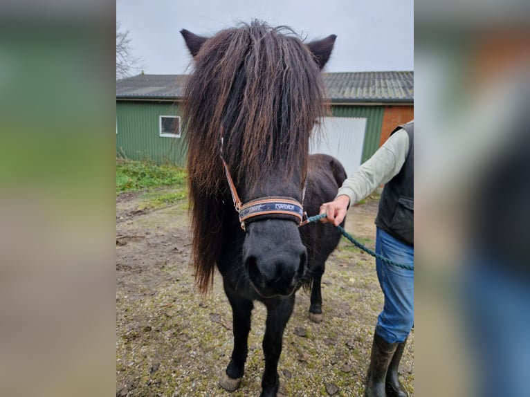 Pony Islandese Giumenta 14 Anni 135 cm Morello in S&#xFC;derl&#xFC;gum
