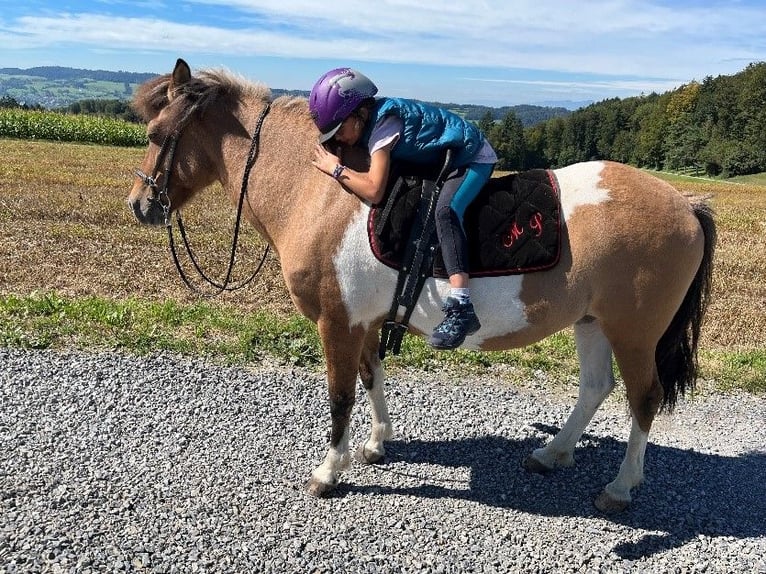 Pony Islandese Giumenta 14 Anni 136 cm Pezzato in Moosleerau
