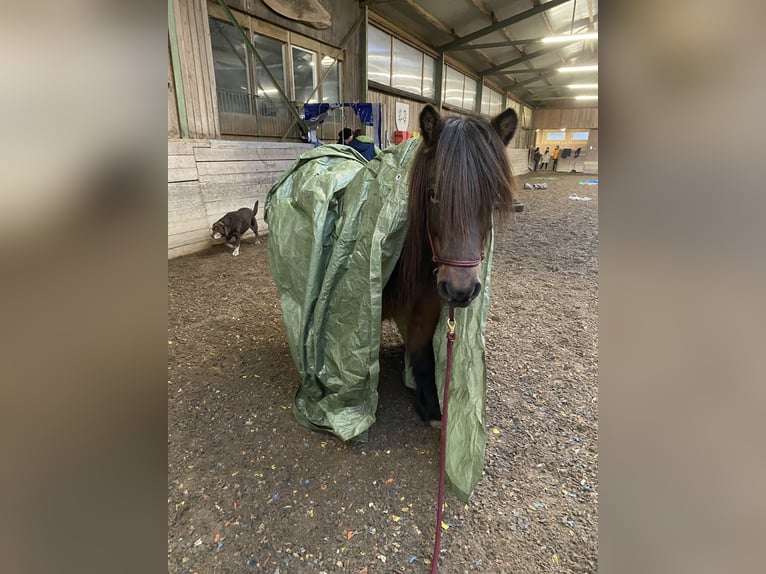 Pony Islandese Giumenta 14 Anni 137 cm Baio in Aidlingen