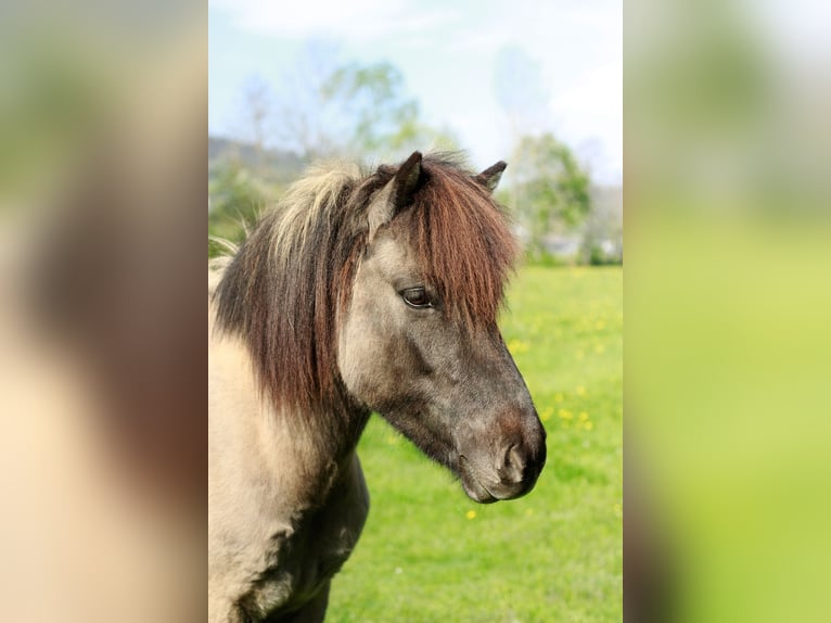 Pony Islandese Giumenta 14 Anni 137 cm  in Ulrichsberg