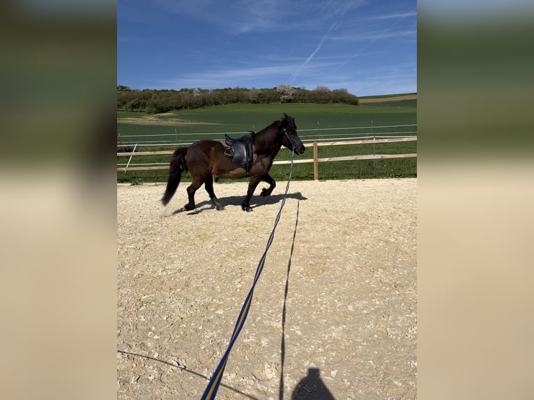 Pony Islandese Giumenta 14 Anni 137 cm Morello in Welschbillig