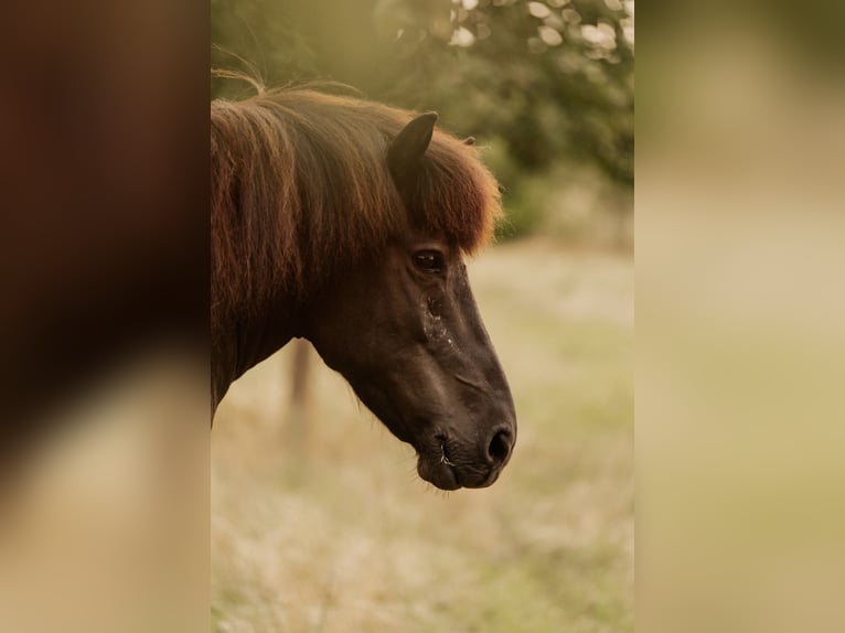 Pony Islandese Giumenta 14 Anni 137 cm Morello in Welschbillig