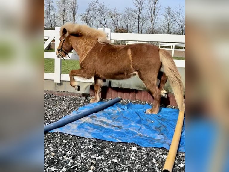 Pony Islandese Giumenta 14 Anni 137 cm Sauro in Ober-Mörlen Pony Islandese Giumenta 14 Anni 137 cm Sauro in Ober-Mörlen