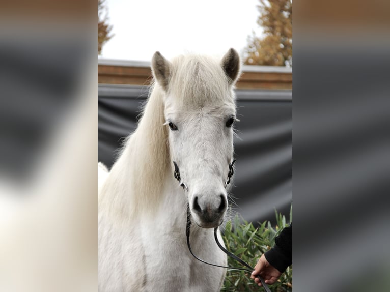 Pony Islandese Giumenta 14 Anni 138 cm Grigio in Soltau