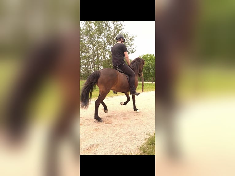 Pony Islandese Giumenta 14 Anni 140 cm Baio in Dreumel