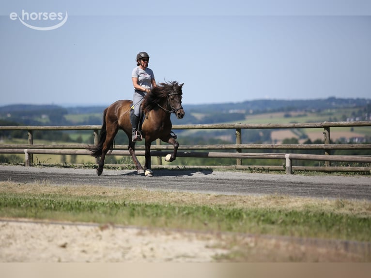 Pony Islandese Giumenta 14 Anni 140 cm Baio scuro in Kerpen