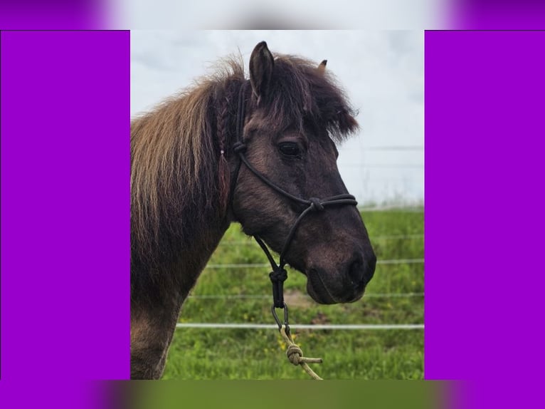 Pony Islandese Giumenta 14 Anni 140 cm Falbo in Althütte