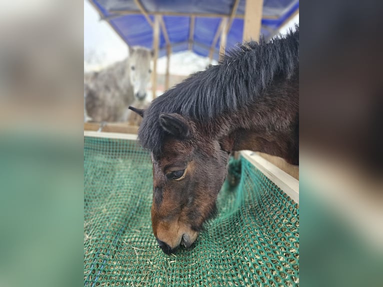 Pony Islandese Giumenta 14 Anni 140 cm Falbo in Althütte