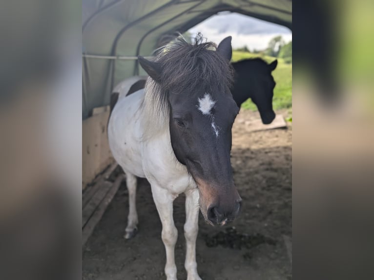 Pony Islandese Giumenta 14 Anni 140 cm Falbo in Althütte